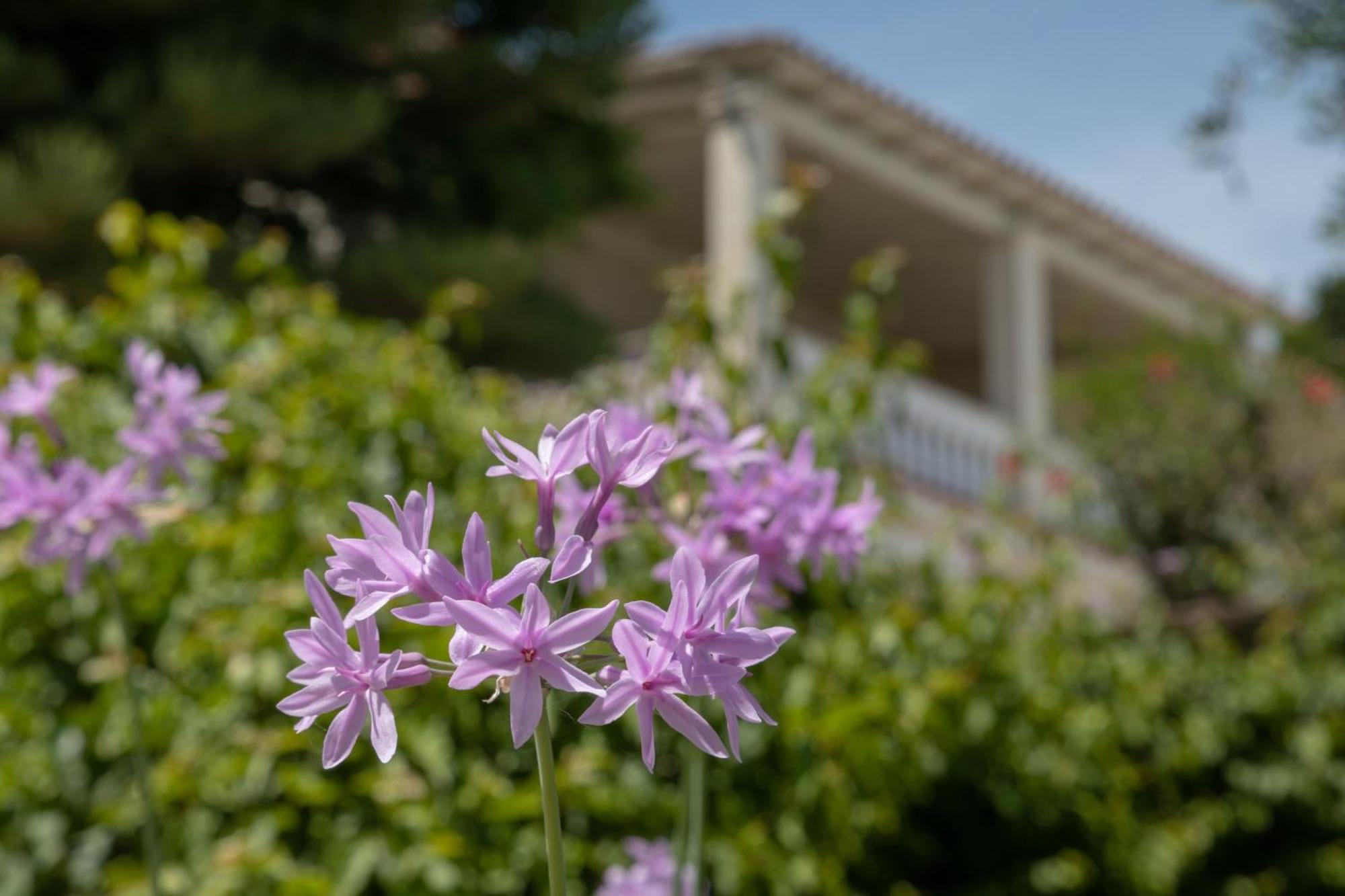 Ionian Garden Villas - Villa Olea Benitses  Zewnętrze zdjęcie